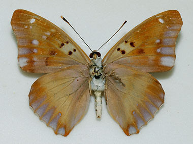 Apatura ilia male (lesser purple emperor aberration4) Internet Image property of respective owner, non-commercial use only